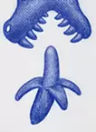 sketch〈banana head〉