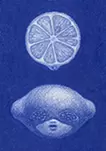 sketch〈lemon head〉