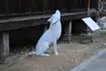 正しく君の悲しい心