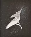 クジラ 親子