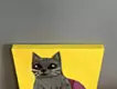 ODDEYES,RUSSIAN BLUE TIGER CAT