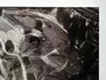 Plantoid #b
